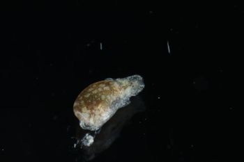 Media type: image;   Malacology 393728 Description: live specimen;